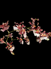 Load image into Gallery viewer, Oncidium Ruth’s Rainbow ‘Over the Rainbow’
