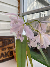 Load image into Gallery viewer, C. maxima
