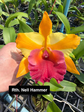 Load image into Gallery viewer, Rlc. Nell Hammer ‘Red Lip’
