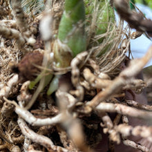 Load image into Gallery viewer, Stanhopea oculata (division)
