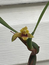 Load image into Gallery viewer, Maxillaria costaricensis
