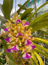Load image into Gallery viewer, Aerides houlletiana
