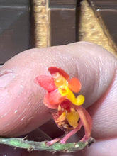 Load image into Gallery viewer, Vanda ampullacea ‘aurantiaca’
