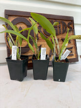 Load image into Gallery viewer, Guarianthe skinneri coerulescens
