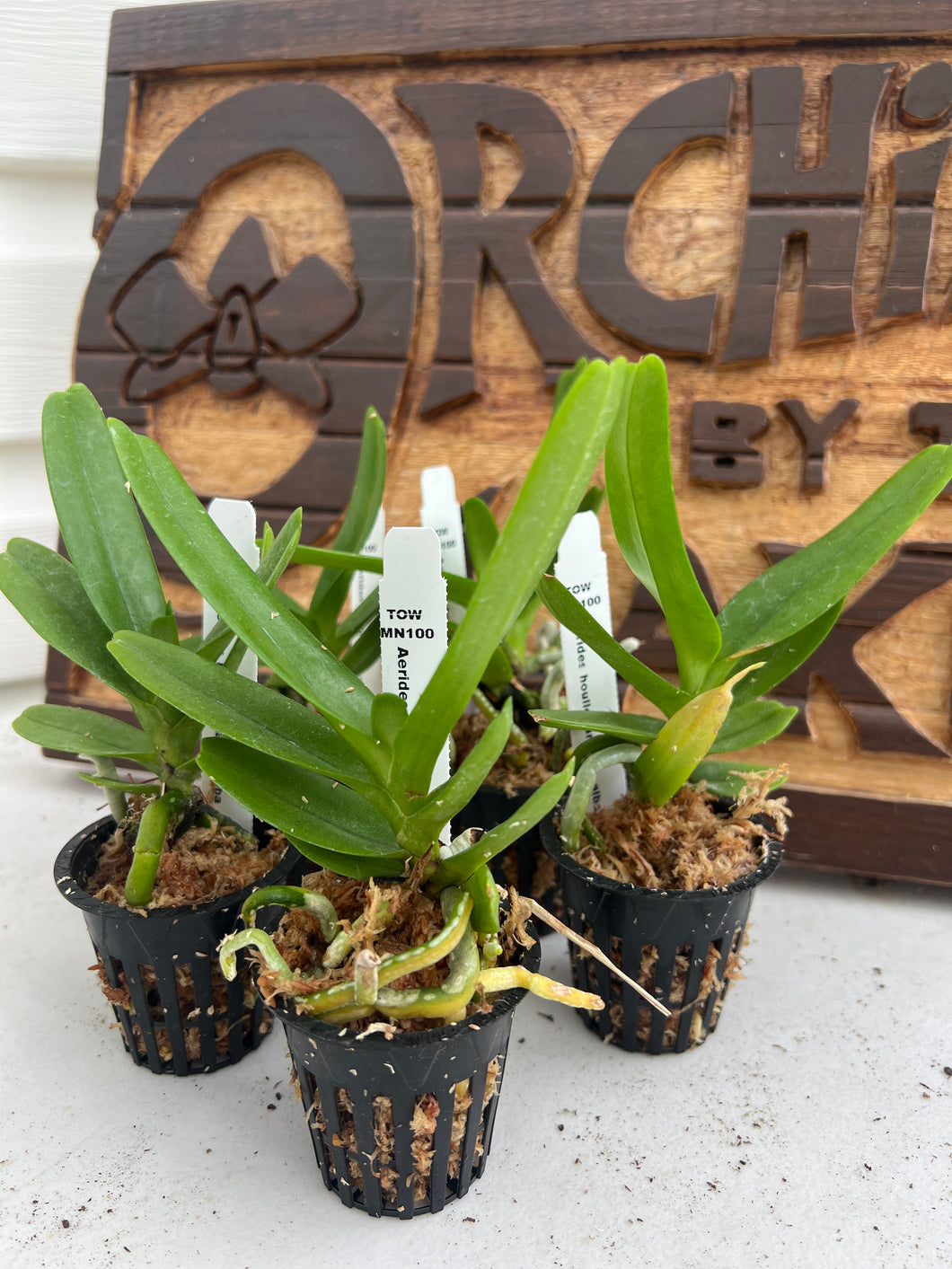 Aerides houlltiana alba (s)