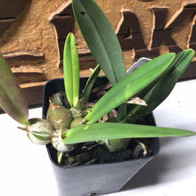 Load image into Gallery viewer, Encyclia alata (NBS)
