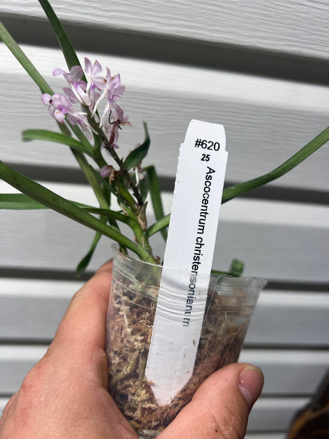 Ascocentrum (Vanda) christensonanum