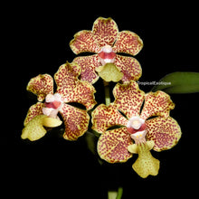 Load image into Gallery viewer, Vanda lombokensis
