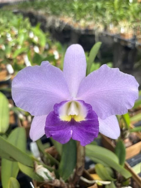 Lc. Busy Bev ‘Blue Jewel’