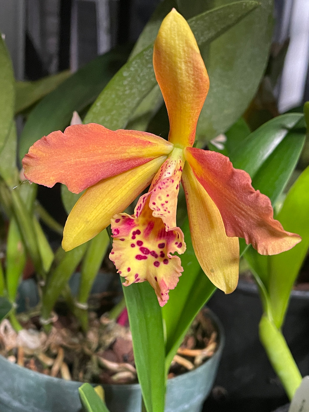 Blc. Copper Queen