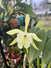 Load image into Gallery viewer, Rhynchostylis glauca (s)
