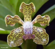 Load image into Gallery viewer, Vanda tessellata (s)
