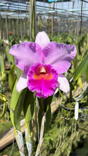 Load image into Gallery viewer, Rlc. Pink Diamond
