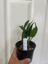 Load image into Gallery viewer, Ctna. Beverly Blush
