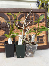 Load image into Gallery viewer, Dendrobium roslii
