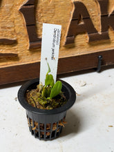 Load image into Gallery viewer, Dendrobium jenkinsii, Blooming Size
