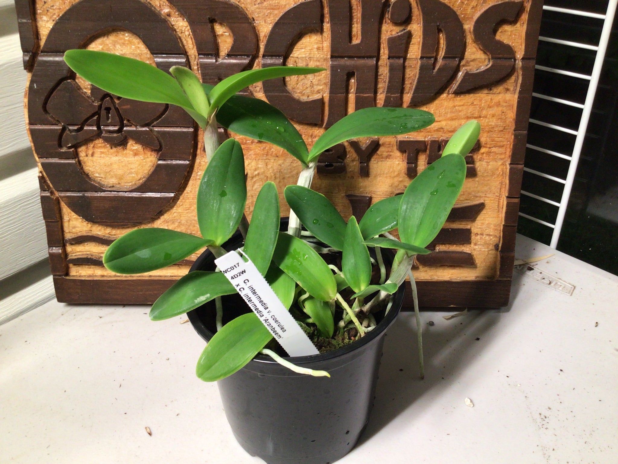 C. intermedia coerulea x ‘Aranbeem’ C. intermedia coerulea x ‘Aranbeem’
