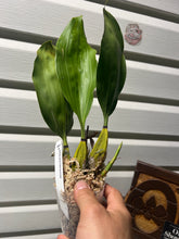 Load image into Gallery viewer, Bifrenaria harrisoniae
