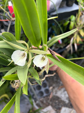 Load image into Gallery viewer, B. nodosa x Pro. radiata

