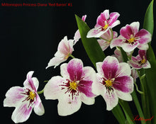 Load image into Gallery viewer, Mtps. Princess Diana ‘Red Baron’
