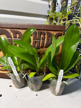 Load image into Gallery viewer, Phal. luddenmanniana
