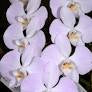 Phal. sandriana ‘Wilson #304’