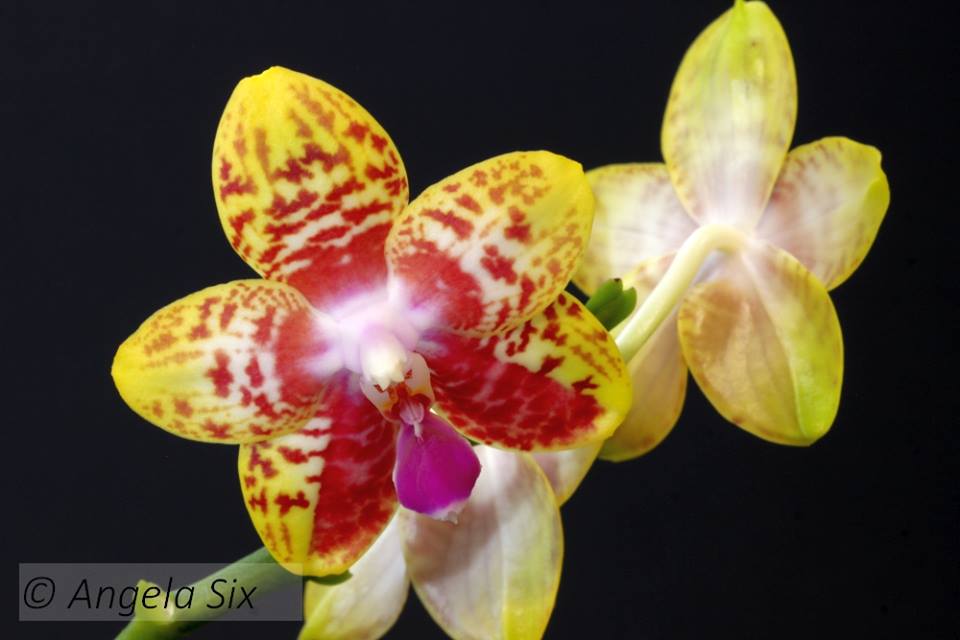 Phal. Orchid World ‘CH’