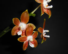 Load image into Gallery viewer, Phal. venosa
