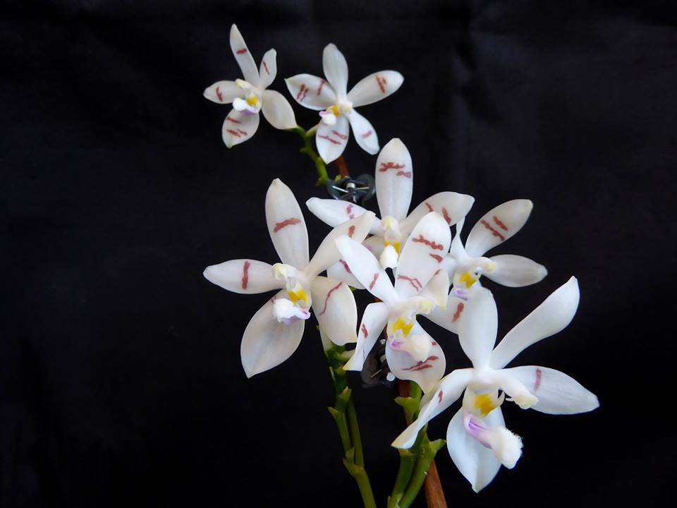 Phalaenopsis tetraspis