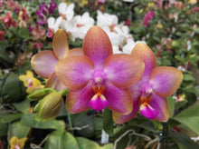 Load image into Gallery viewer, Phal. Al Redsun Queen
