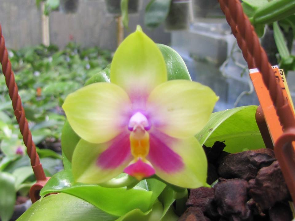 Phal. Al Redsun Queen