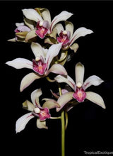 Load image into Gallery viewer, Cymbidium seidenfadenii

