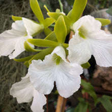 Load image into Gallery viewer, Prosthechea mariae
