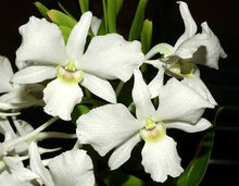 Load image into Gallery viewer, Dendrobium sanderae
