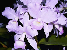 Load image into Gallery viewer, Guarianthe skinneri coerulescens
