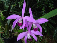 Load image into Gallery viewer, Laelia perrinii f. Coerulea
