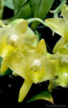 Load image into Gallery viewer, Dendrobium roslii

