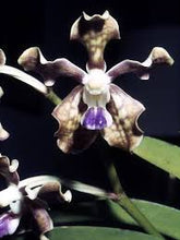 Load image into Gallery viewer, Vanda tessellata (s)
