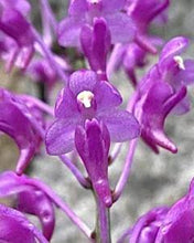 Load image into Gallery viewer, Aerides huttonii
