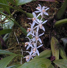 Load image into Gallery viewer, Coelogyne swaniana
