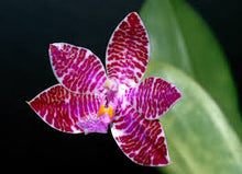 Load image into Gallery viewer, Phal. luddenmanniana
