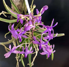 Load image into Gallery viewer, Vandachostylis Lou Sneary
