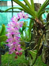Load image into Gallery viewer, Aerides multiflora (affinis)
