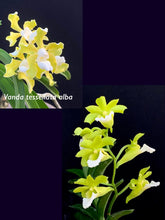 Load image into Gallery viewer, Vanda tessellata alba x vietnamica (Chao Praya Emerald)
