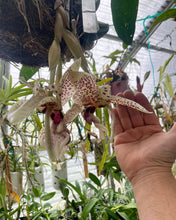 Load image into Gallery viewer, Stanhopea hernandezii (division)
