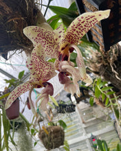 Load image into Gallery viewer, Stanhopea hernandezii (division)
