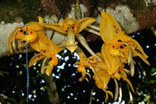 Load image into Gallery viewer, Stanhopea jenischiana (division)
