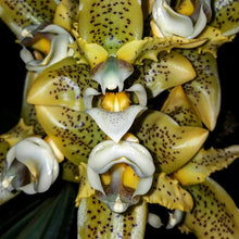 Load image into Gallery viewer, Stanhopea oculata (division)
