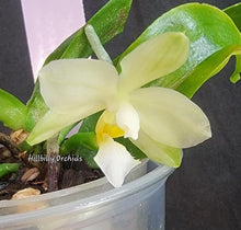 Load image into Gallery viewer, Phal. micholitzii
