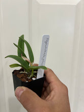 Load image into Gallery viewer, Rhynchostylis glauca (s)
